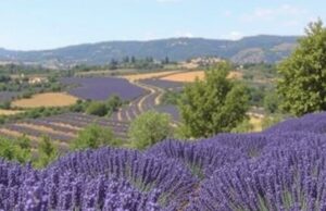 Маршруты по Провансу: лаванда, оливы и виноградники — три цветка вкуса региона
