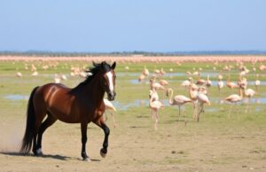 Камарг: дикие лошади и фламинго на юге Франции — песня ветра и воды