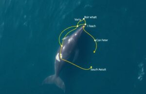 Французские маршруты для наблюдения за китами у побережья Бретани