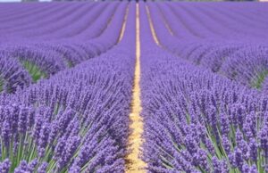 Как спланировать поездку на лавандовые поля Прованса: маршрут, советы и вдохновение