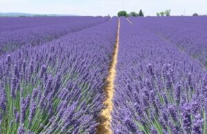 Прованс в цвету: когда ехать за лавандовыми полями