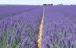 Прованс в цвету: когда ехать за лавандовыми полями