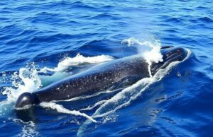 Плывущие гиганты Атлантики: французские маршруты для наблюдения за китами на атлантическом побережье